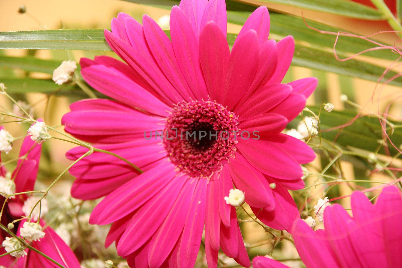  love beauty close up Flowers bouquet red rose