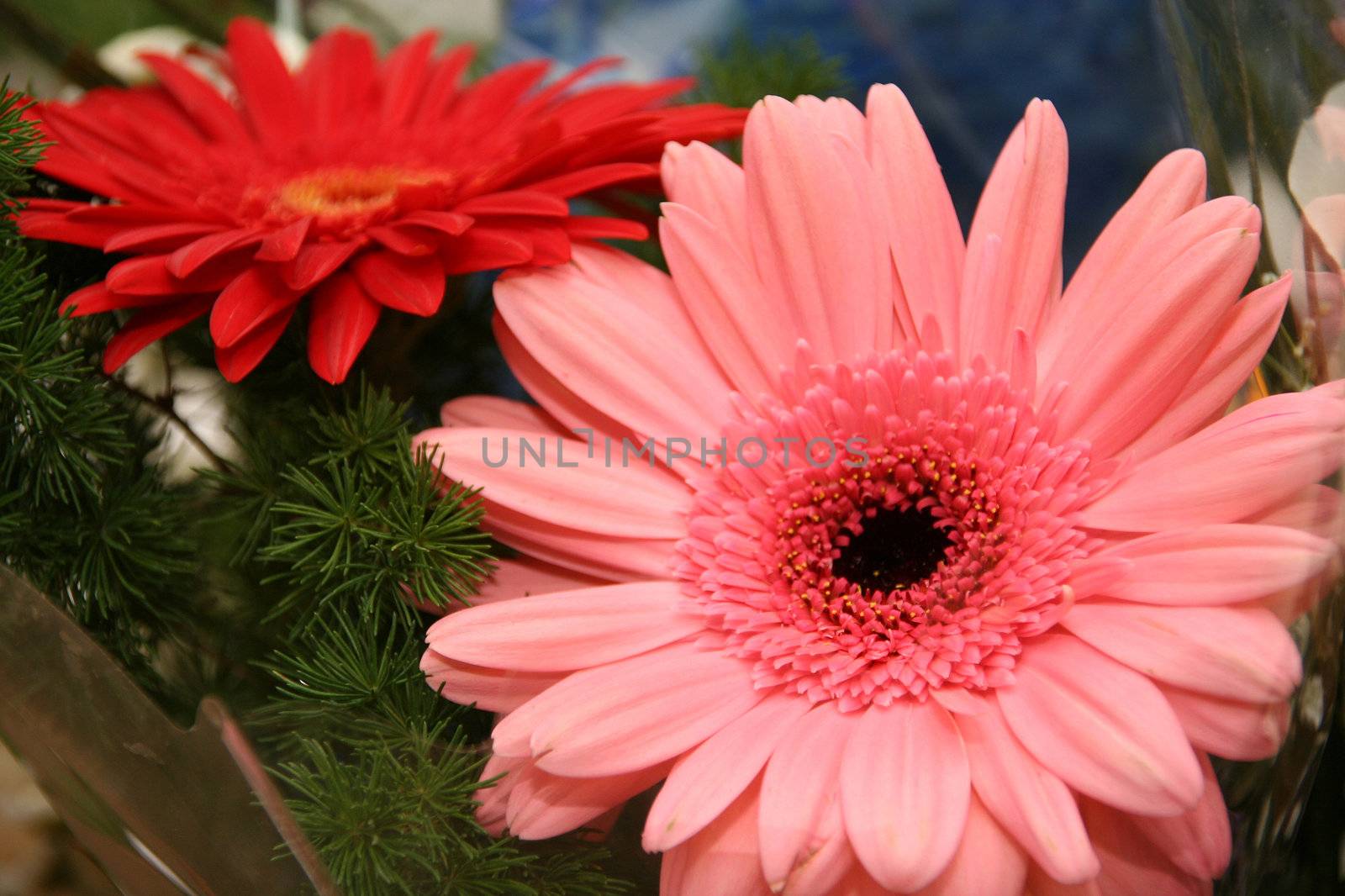 Flowers bouquet red white  love beauty close up