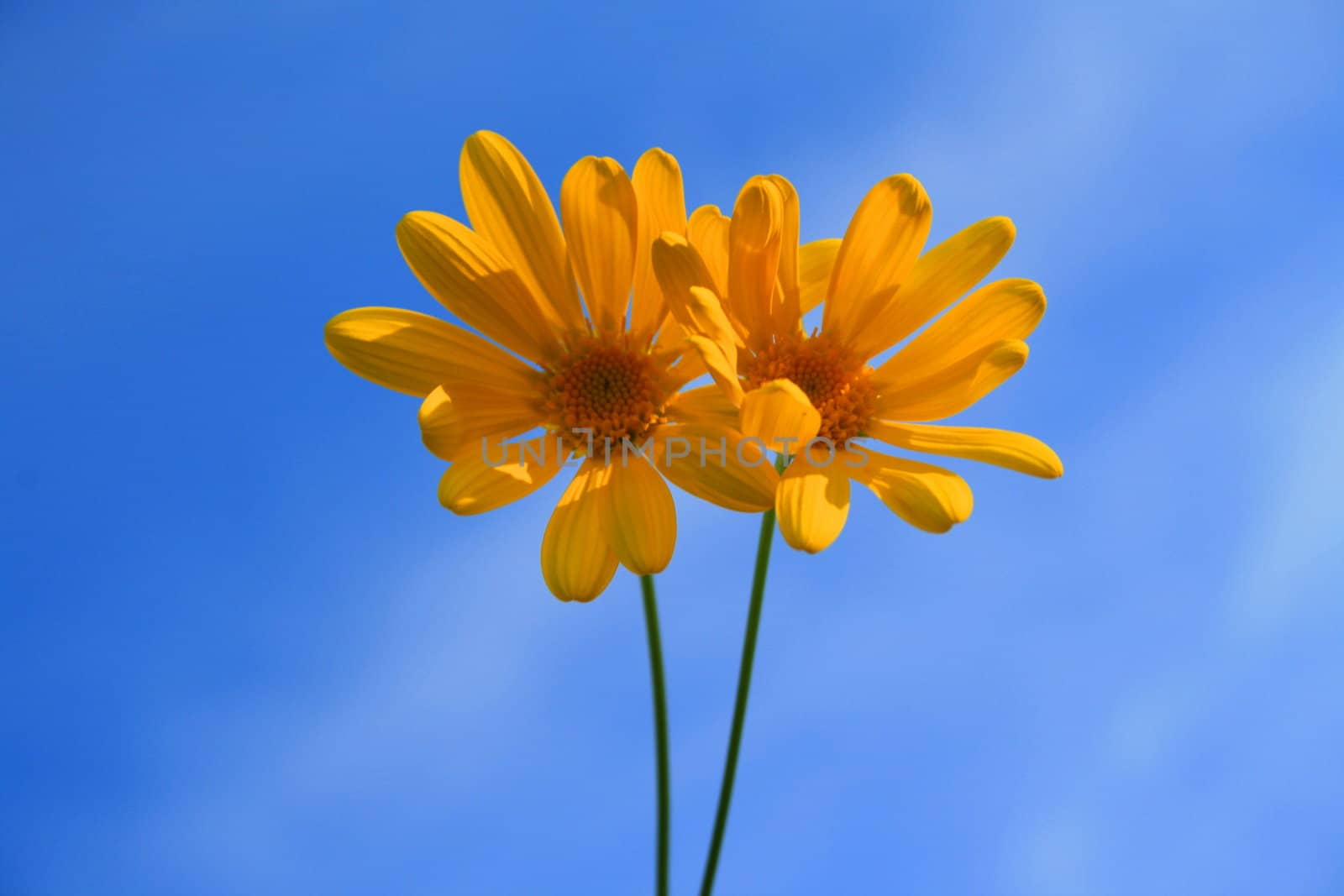 Close up of yellow daisy flowers over blue sky.
