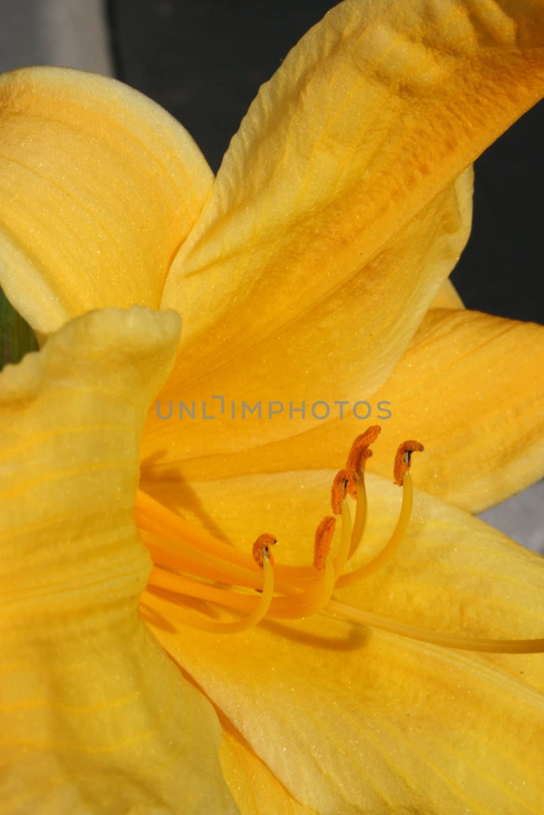 Close up of a yellow daylily flower.
