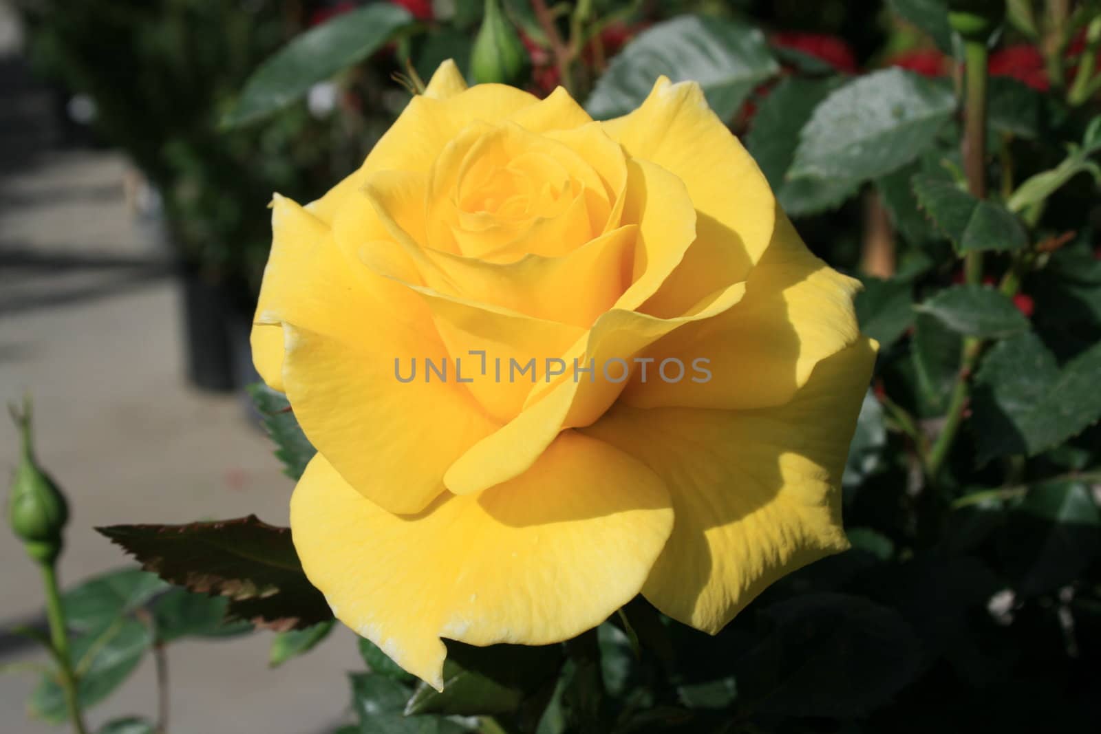 Yellow Rose Flower by MichaelFelix