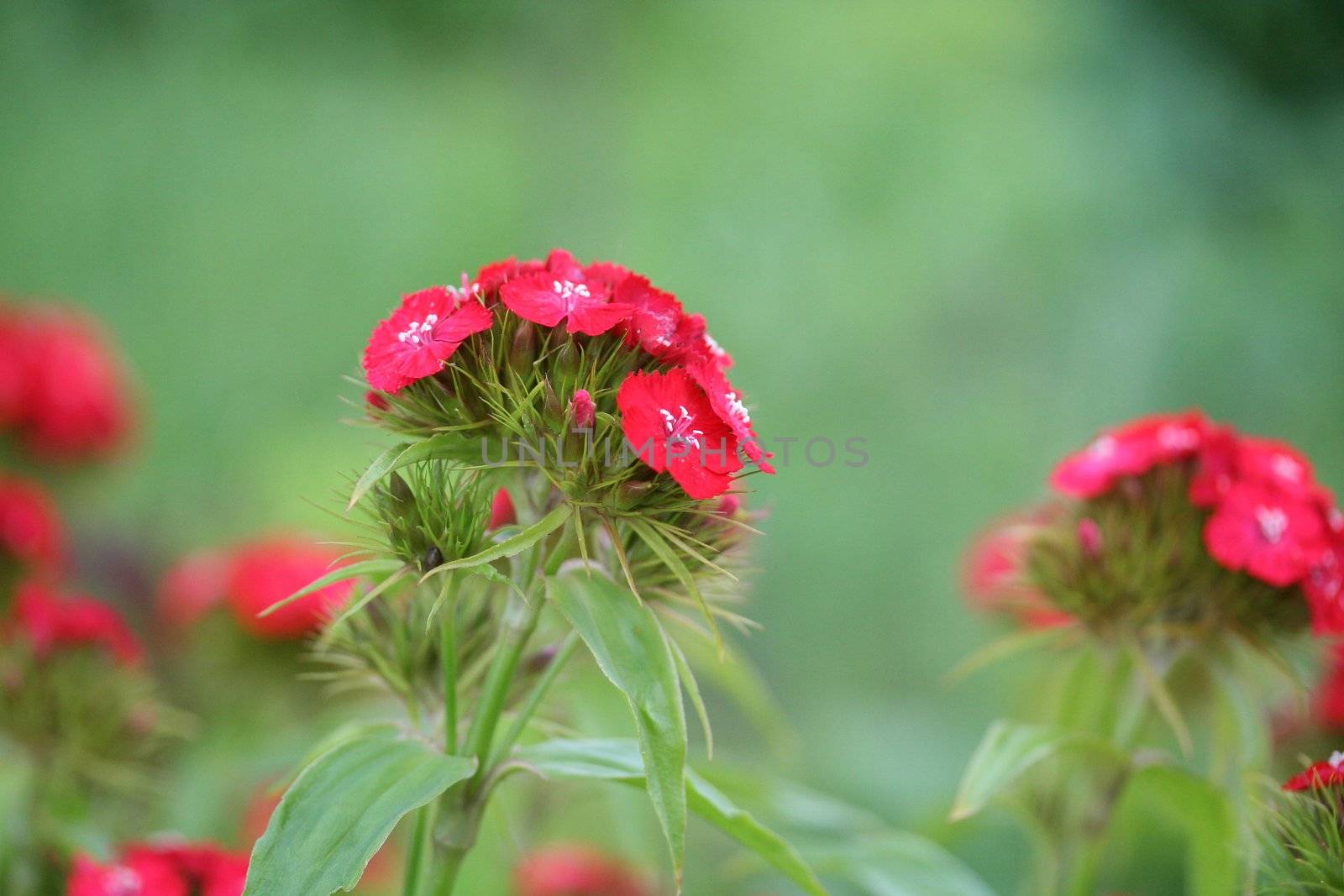  green, grass, red, flower, up, close, closeup, macro, garden, 