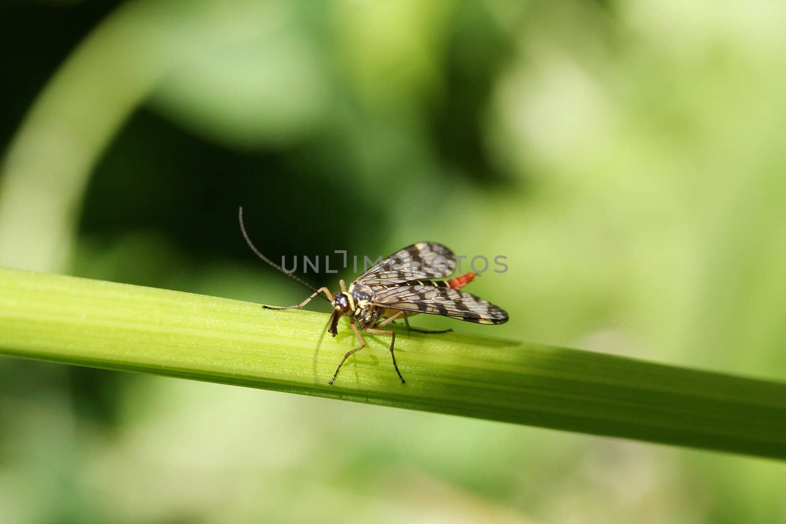 insects, green, grass,nature; meadow;macro; 