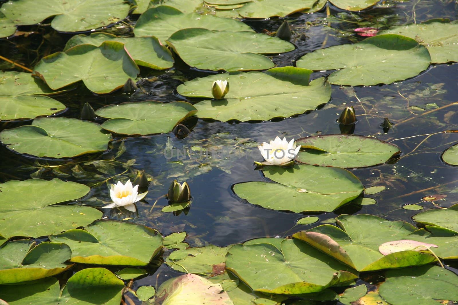 Water, flowers,pond, leaves,  lily;  park; green;