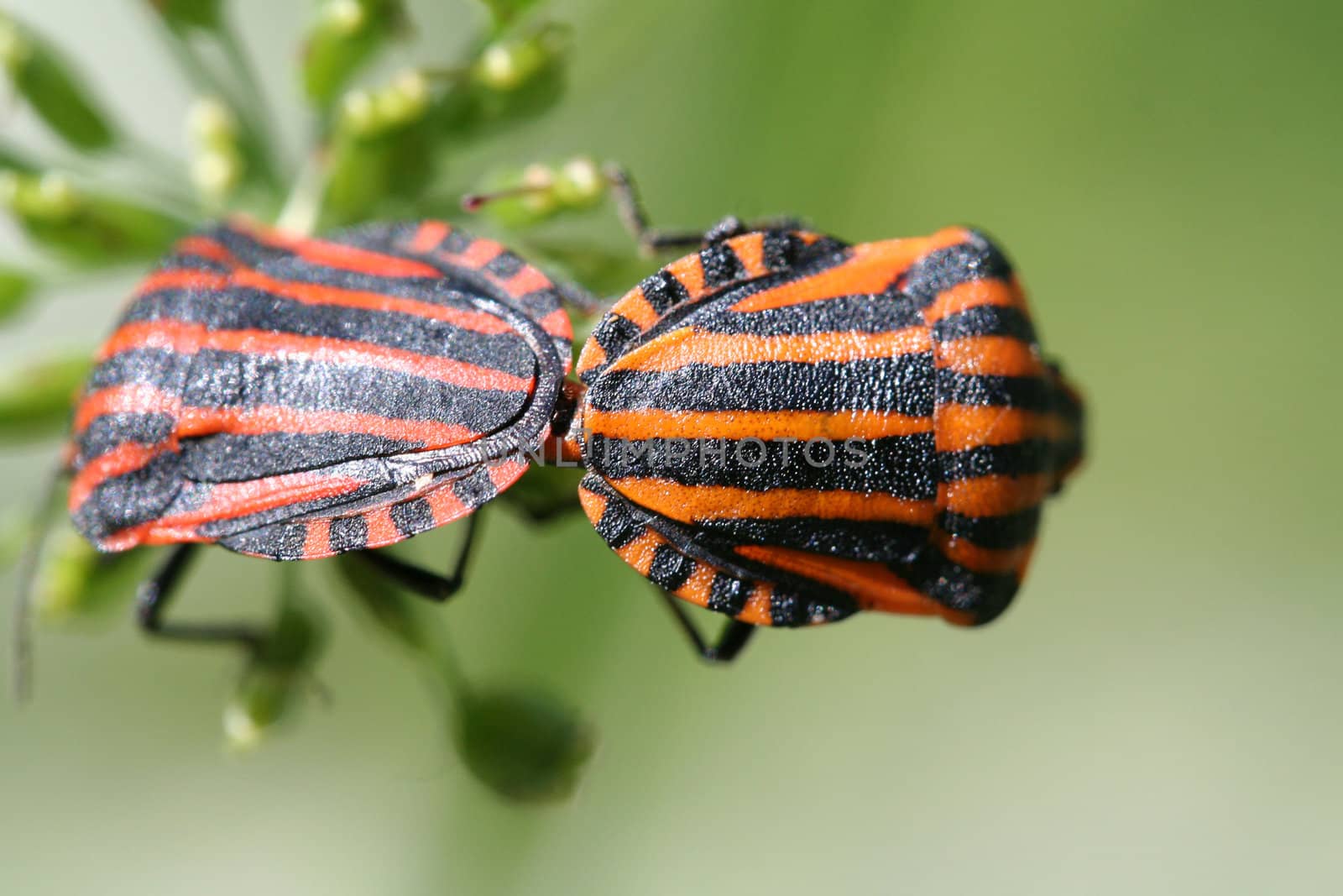Two red-black bugs on a green background