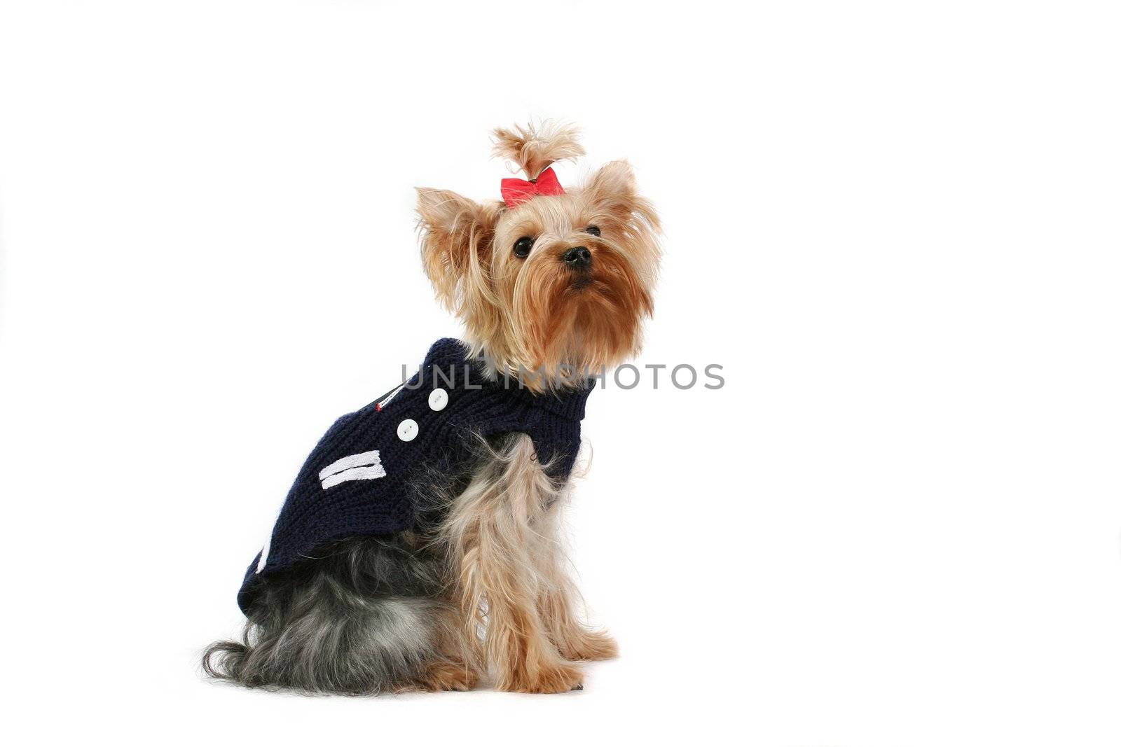 yorkshire terrier fine dog small youth pets isolate