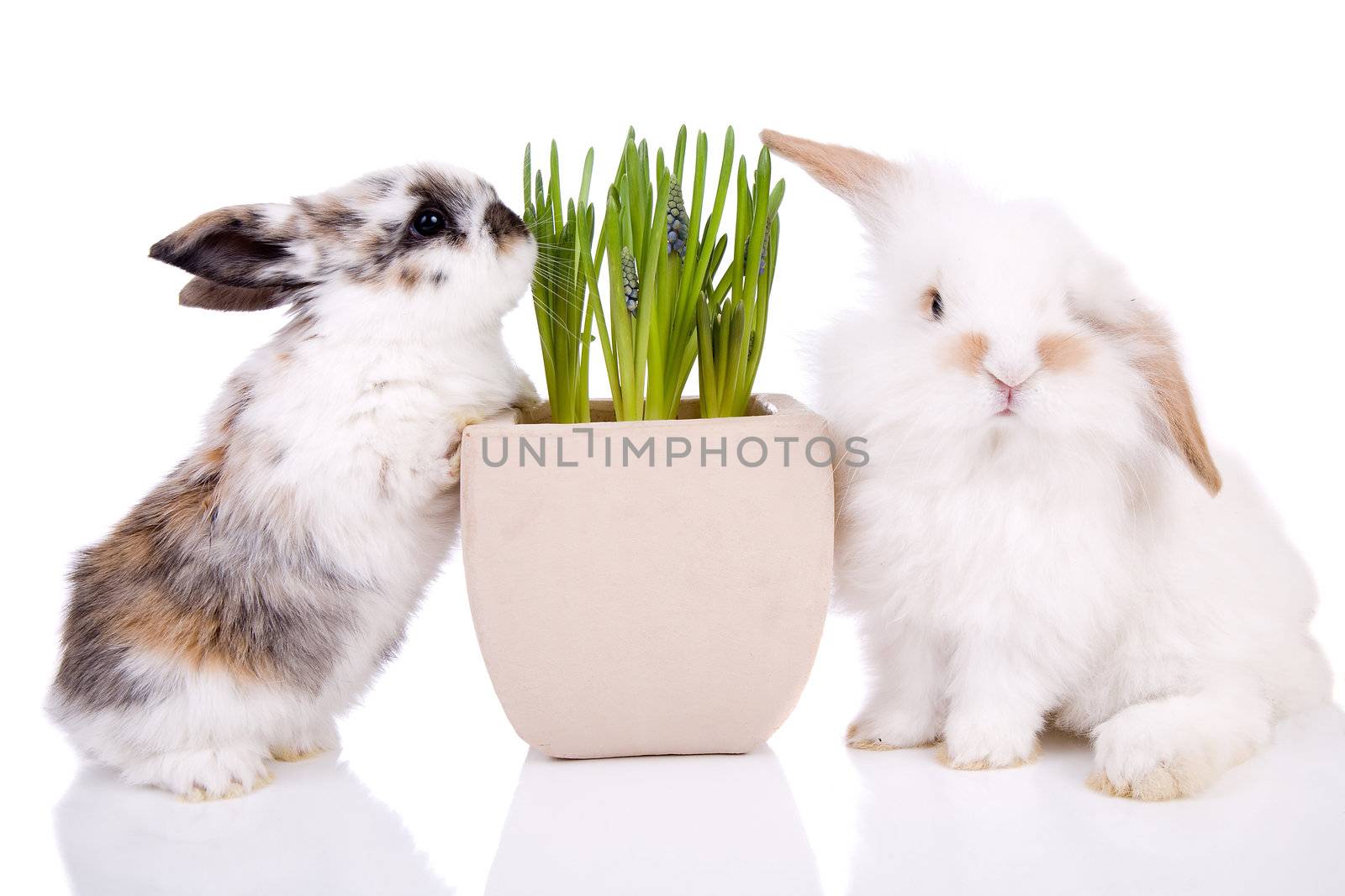Cute little easter bunnies on white background with spring flowers
