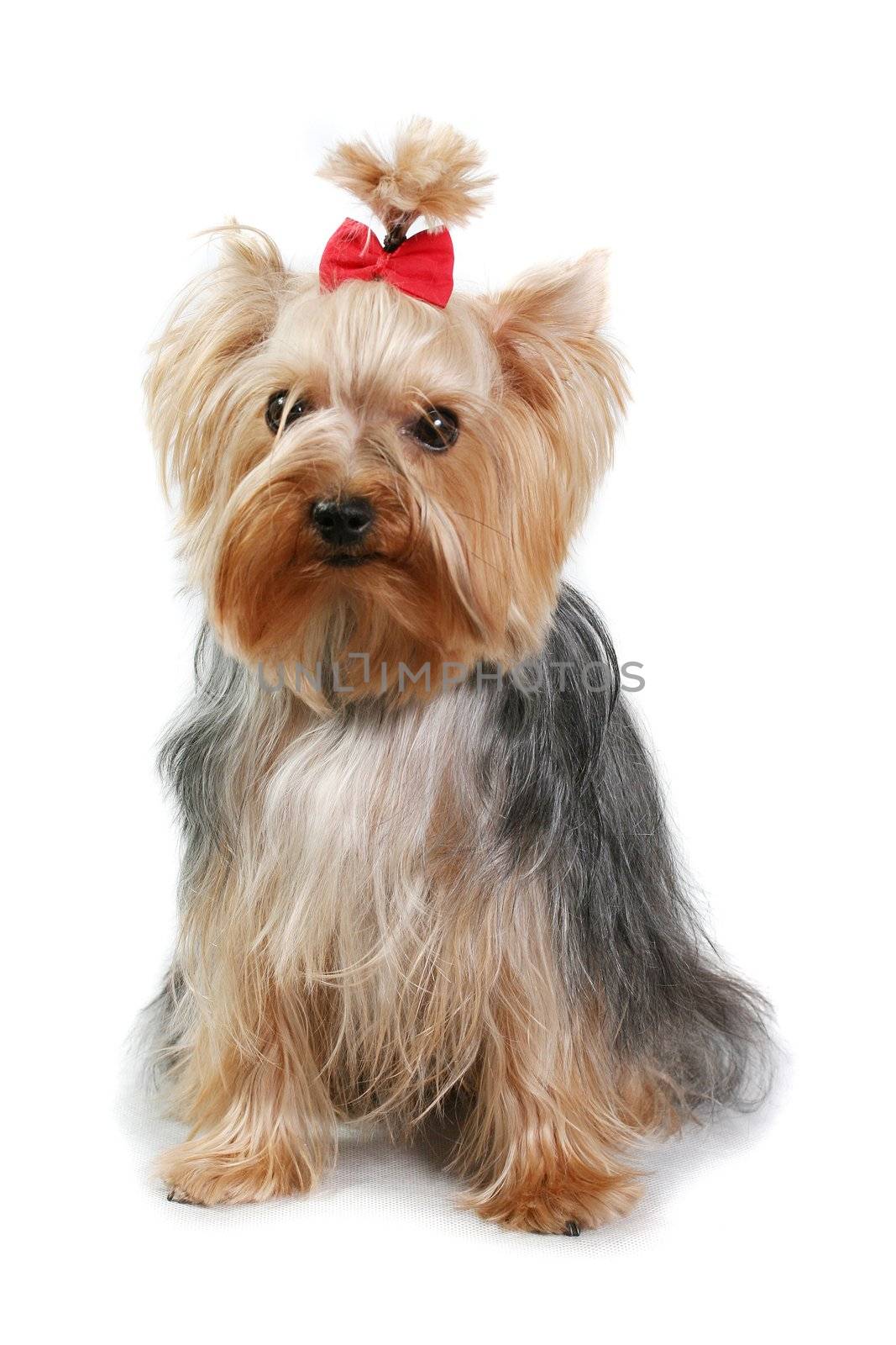yorkshire terrier fine dog small youth pets isolate