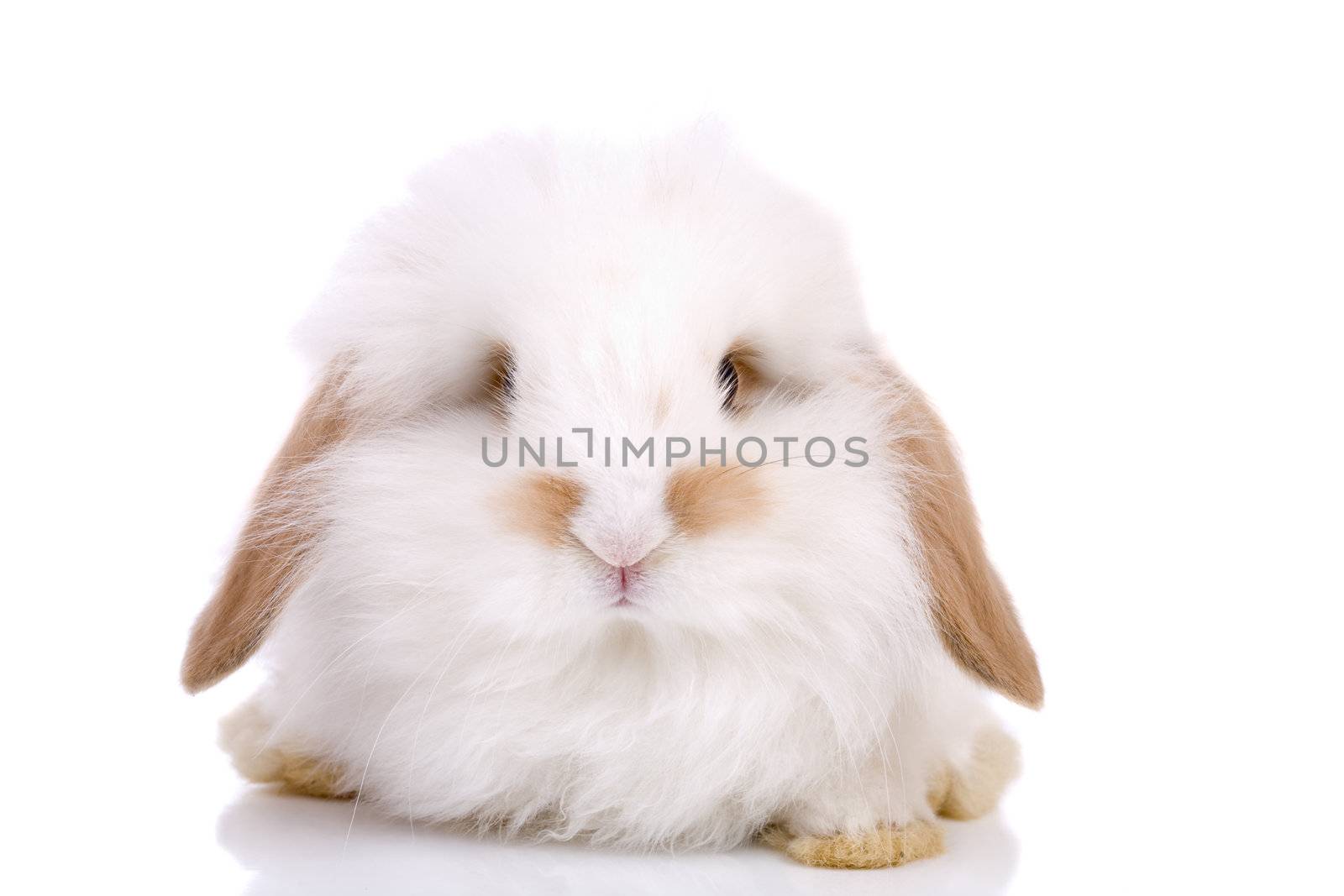 Cute little easter bunny on white background