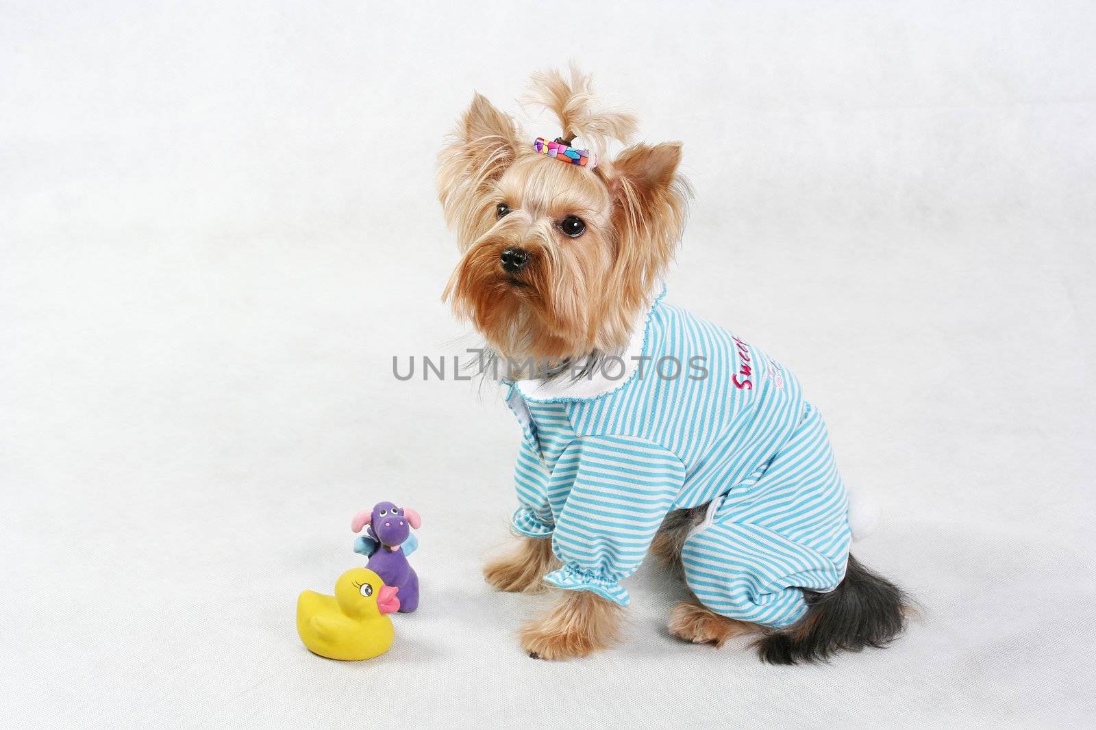 animal dog pets isolated hairy white terrier