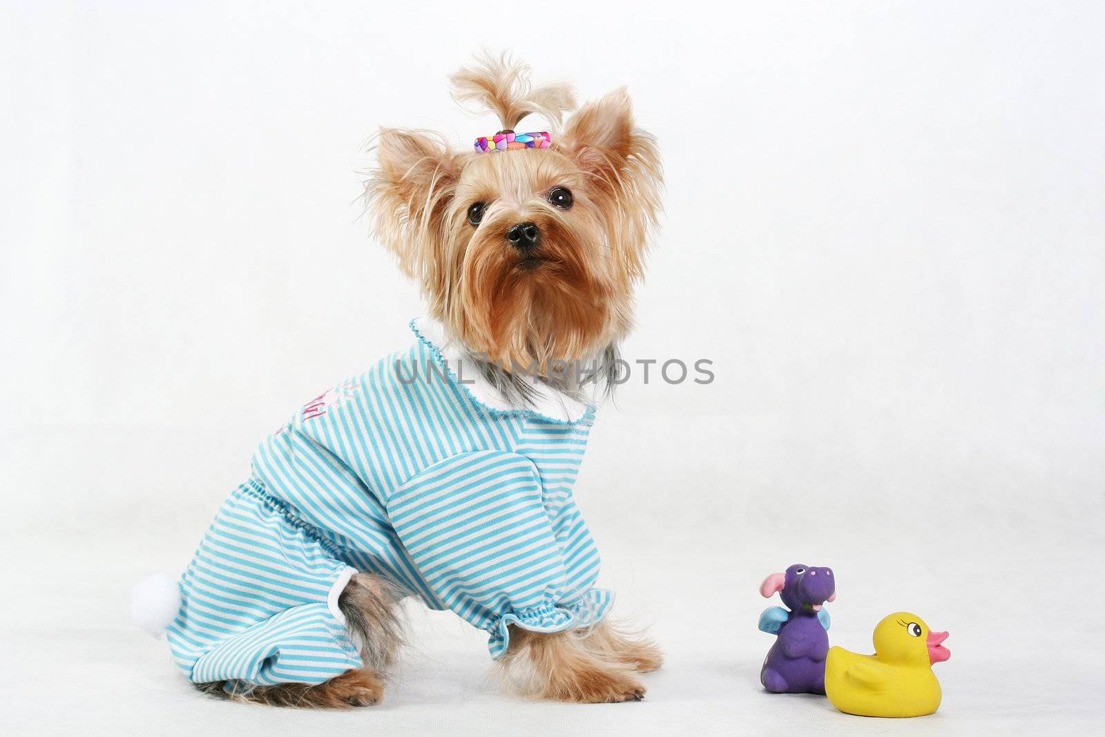 animal dog pets isolated hairy white terrier