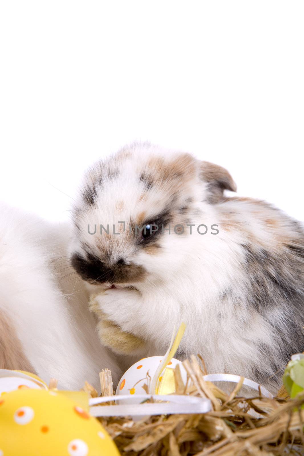 Baby bunny by Fotosmurf