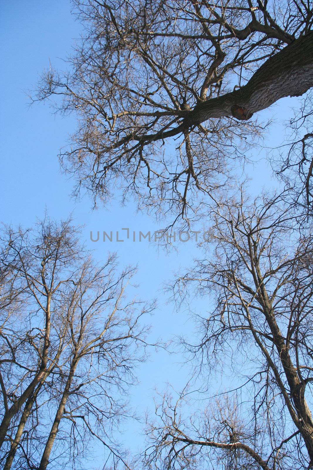 seasons trees leaves up sky freedom forest color