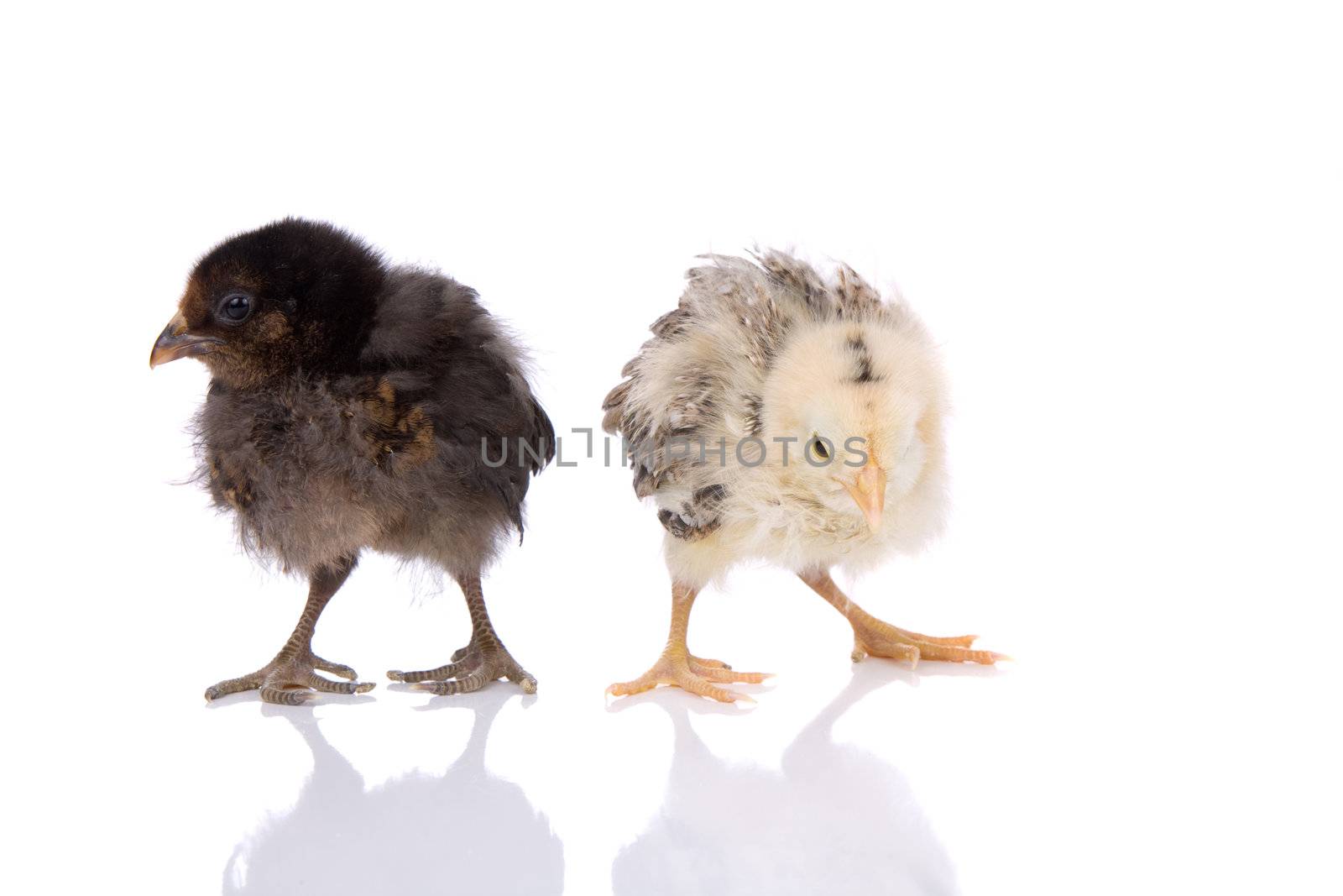 Young chicks by Fotosmurf