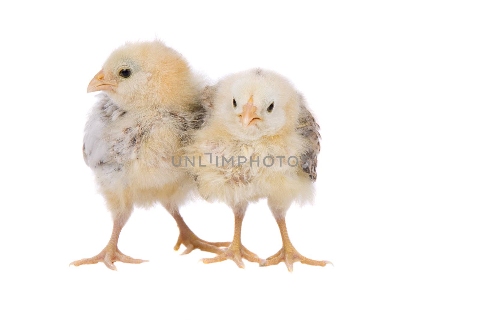 Two cute little chicken on white background