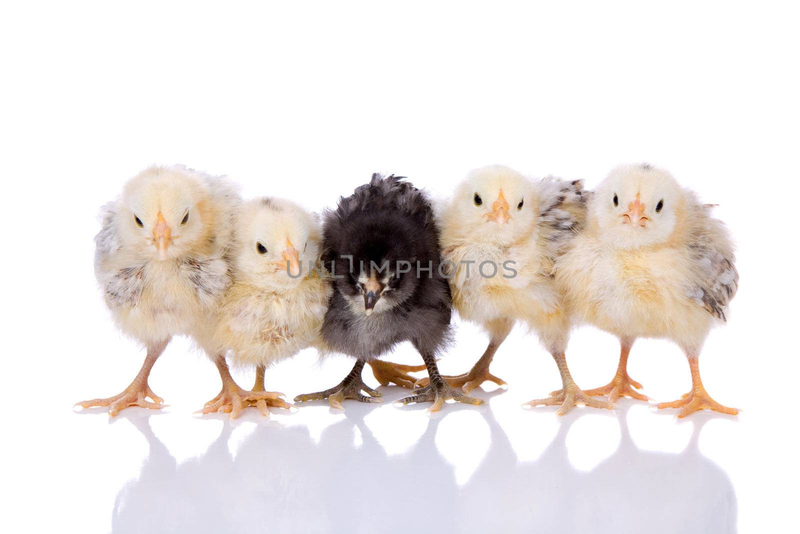 Cute little chickens in a row on white background