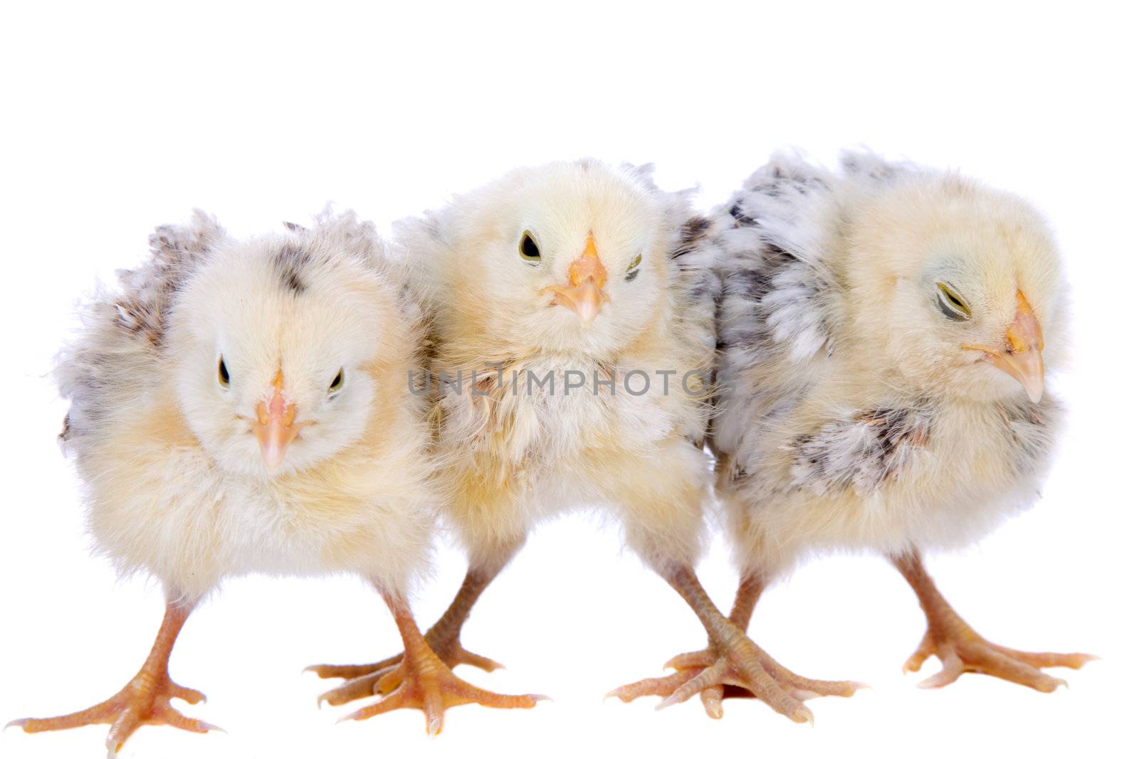 Three cute little chickens standing in a row on white background