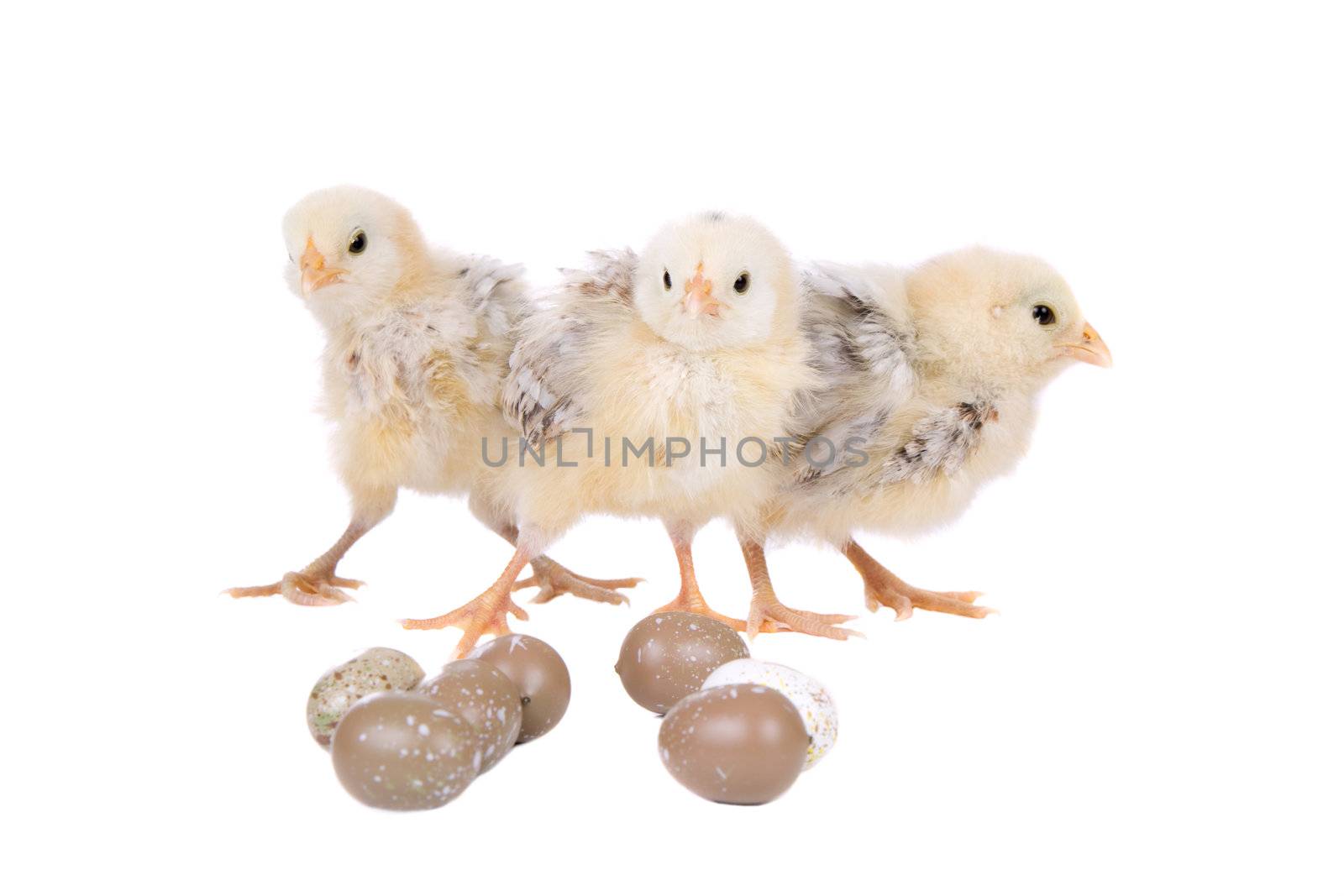 Cute little easter baby chickens with eggs