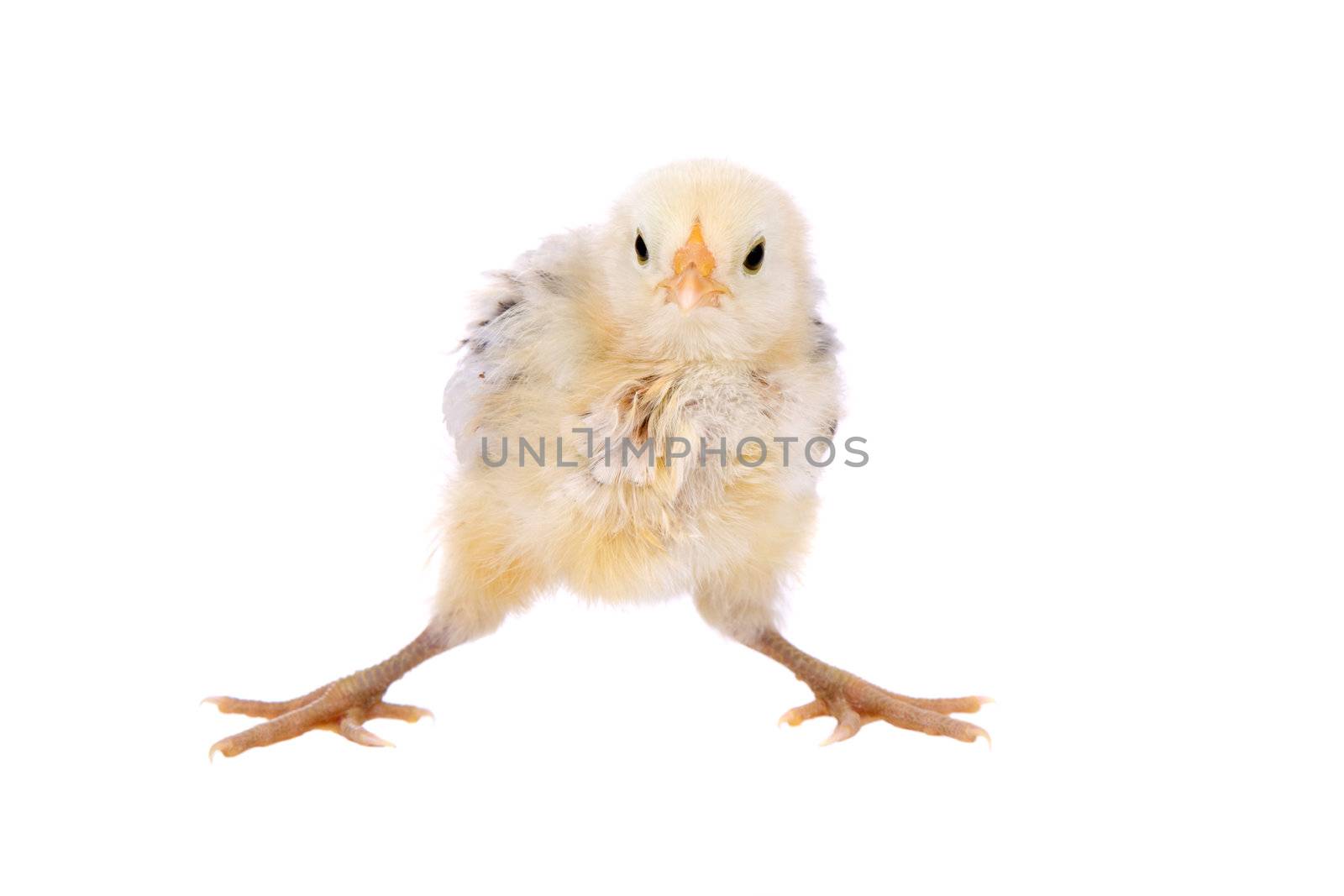 Cute little baby chick about to lose it's balance