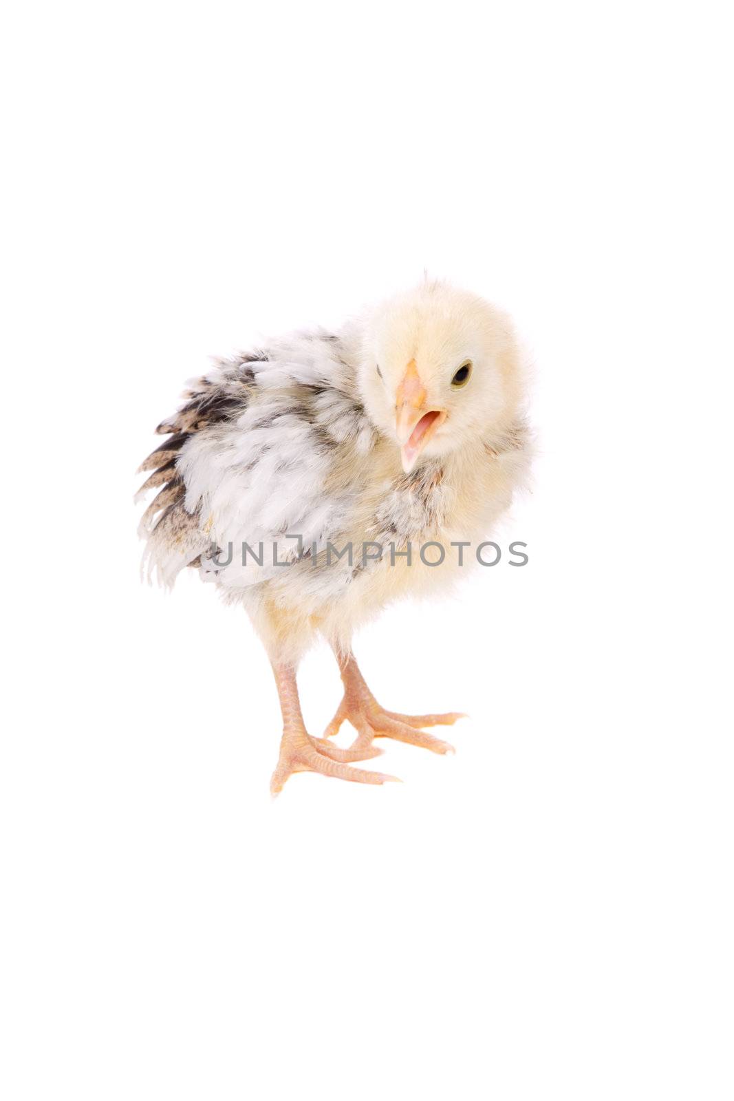 Cute little chicken screaming on white background