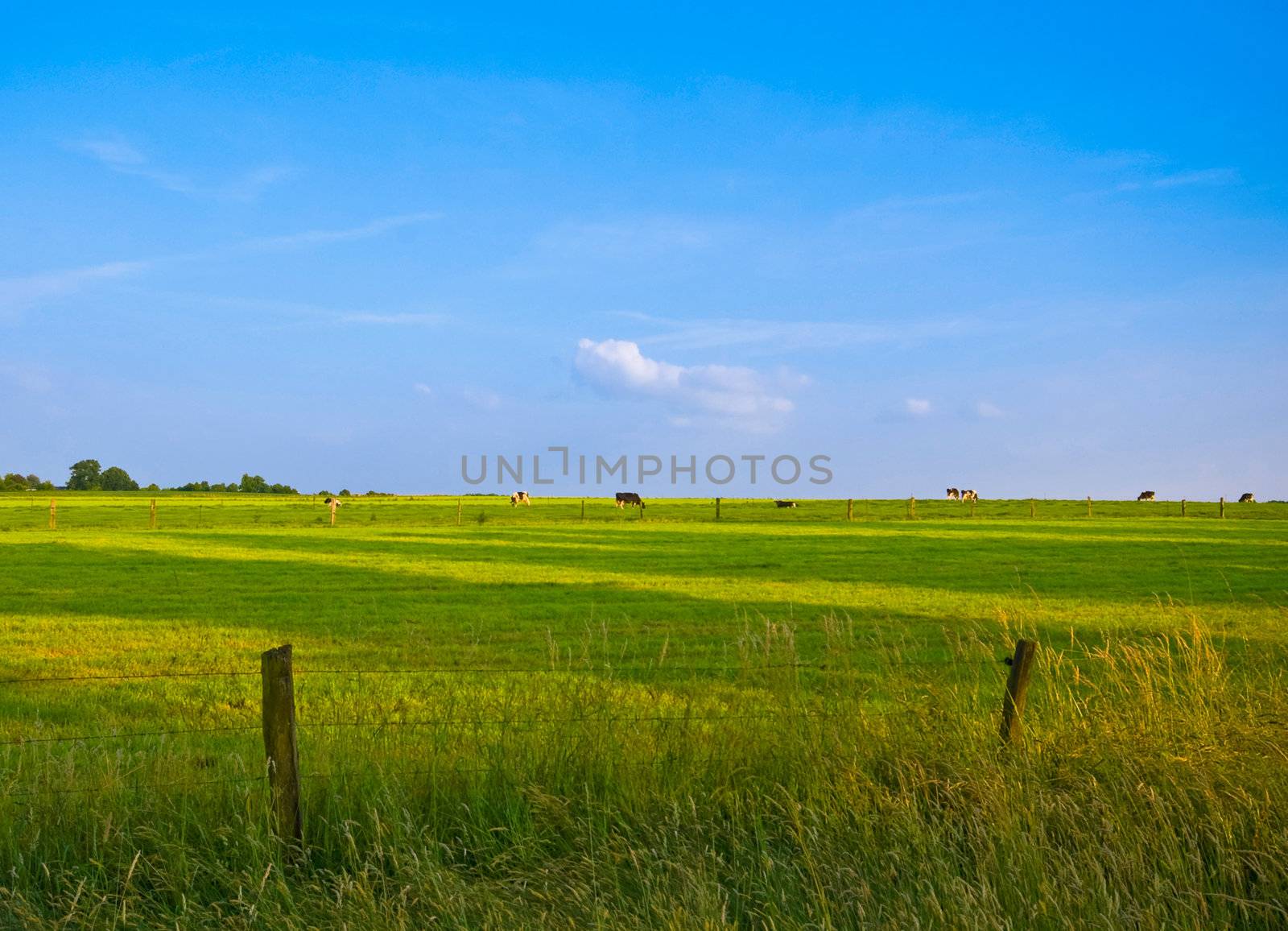 fresh green pasture with grazing cows in the distance