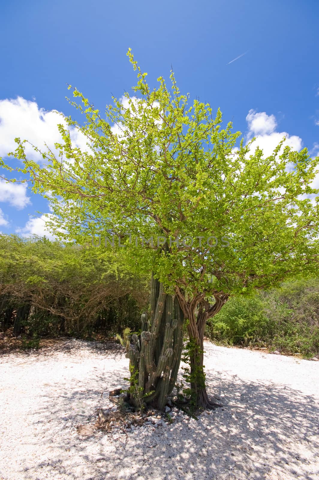 bright tropical beach tree by karinclaus