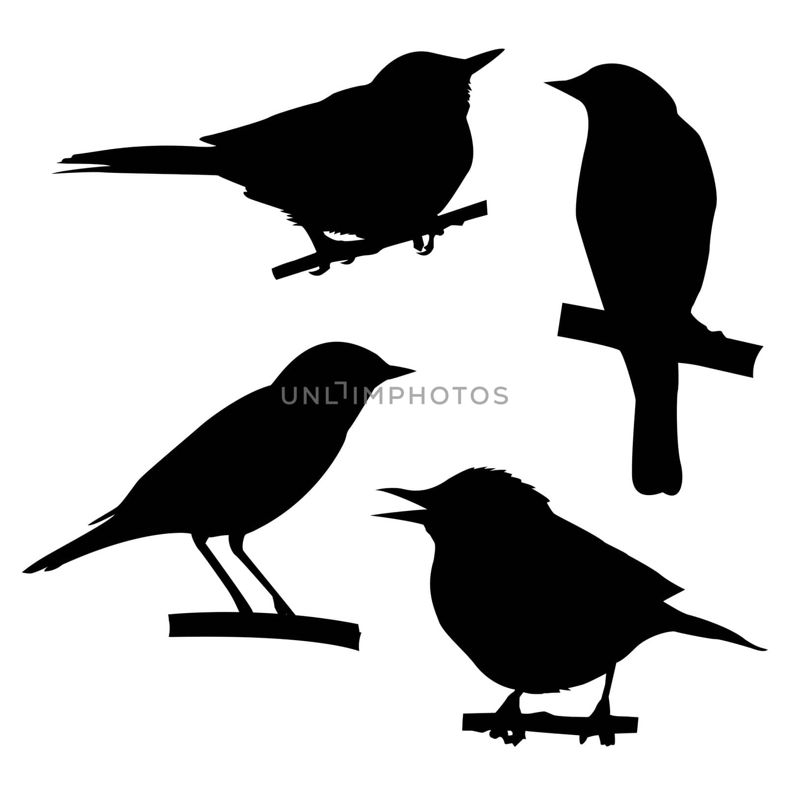 vector silhouettes of the birds sitting on branch tree by basel101658