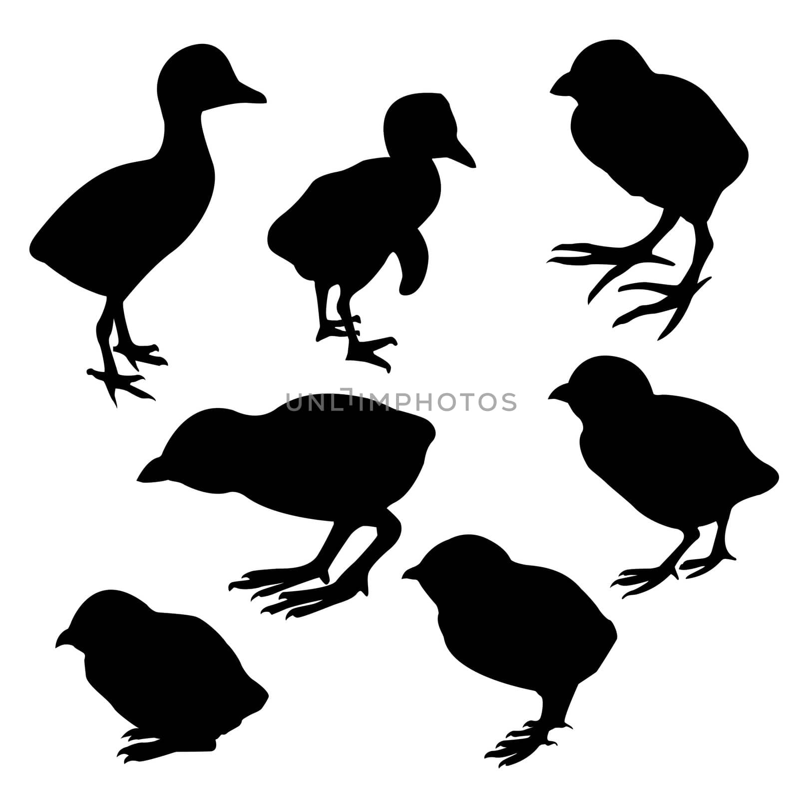 vector silhouette nestling on white background by basel101658