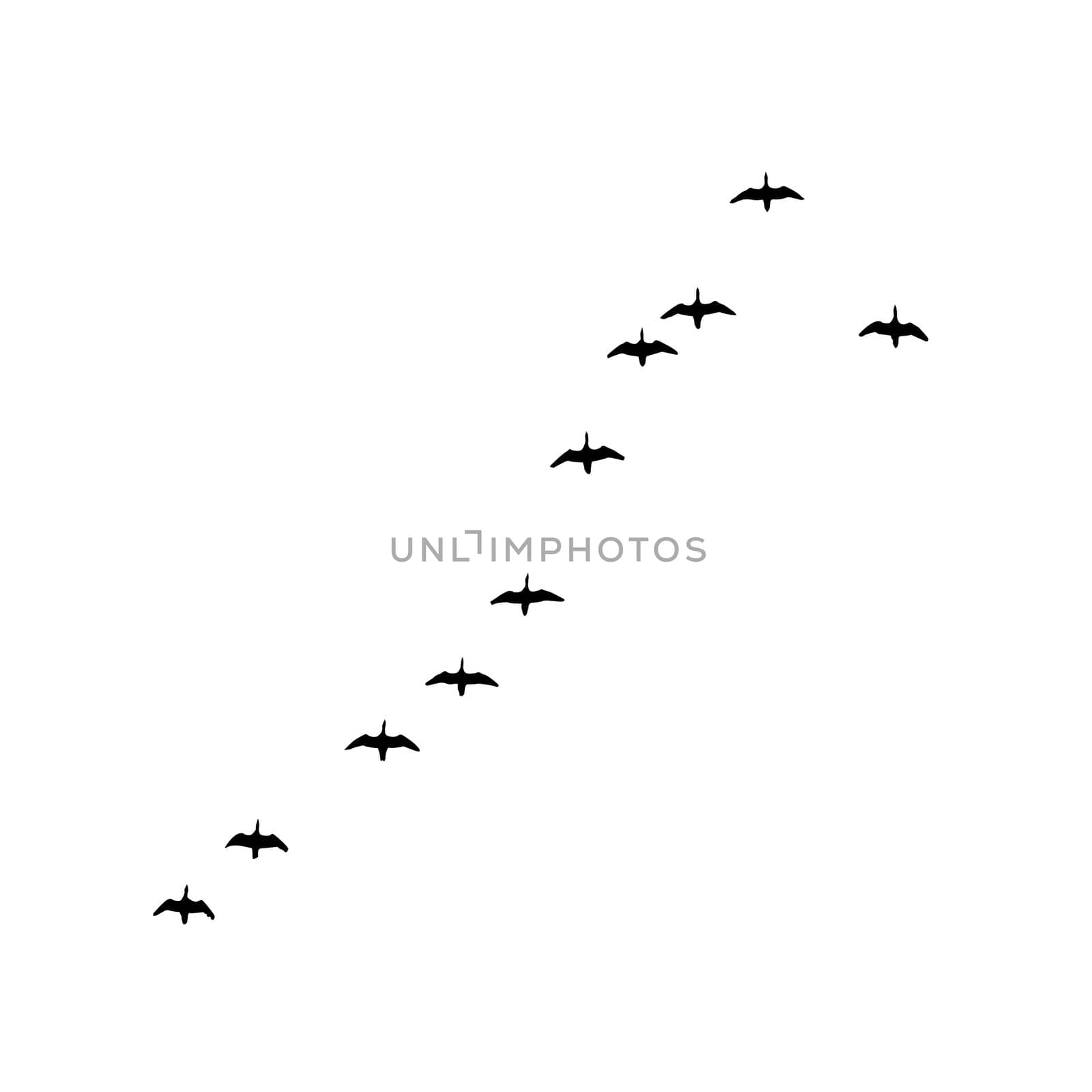 vector silhouette flock geese on white background