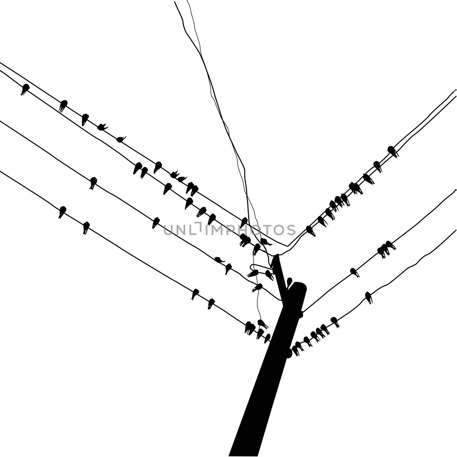 vector silhouette swallow reposing on electric wire by basel101658