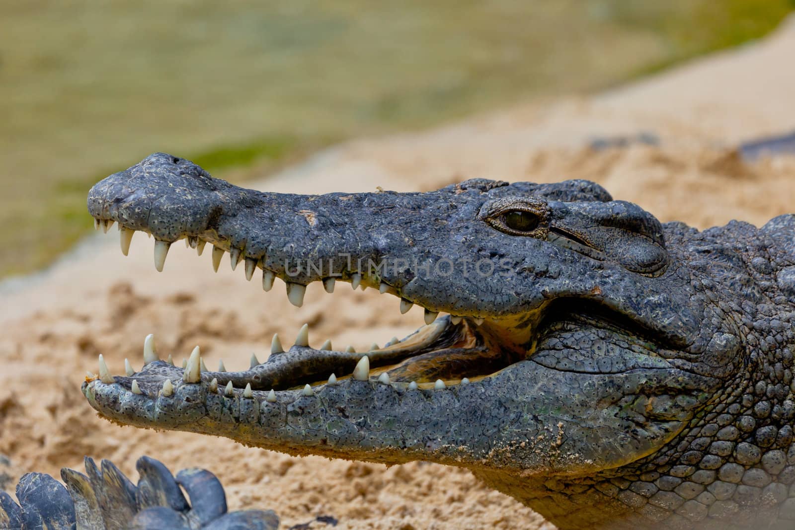 Detail of the head of a nile crocodile, Crocodylus niloticus