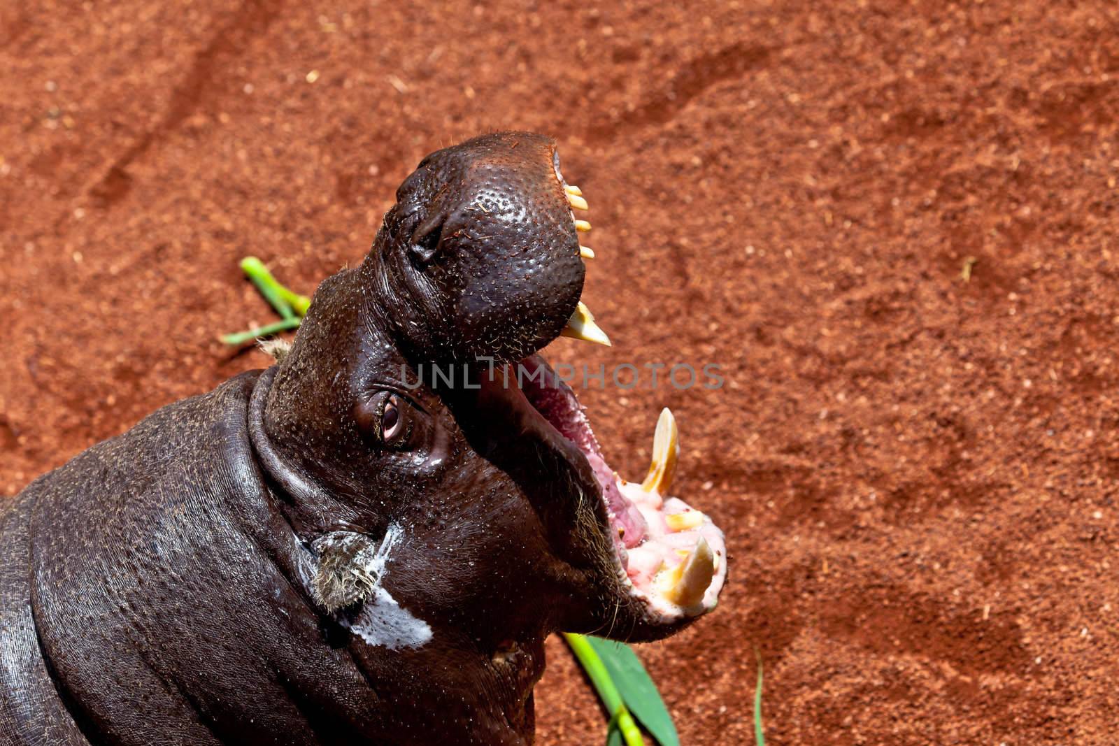 Sympathetic specimen of Hippopotamus pigmy, Hexaprotodon liberiensis