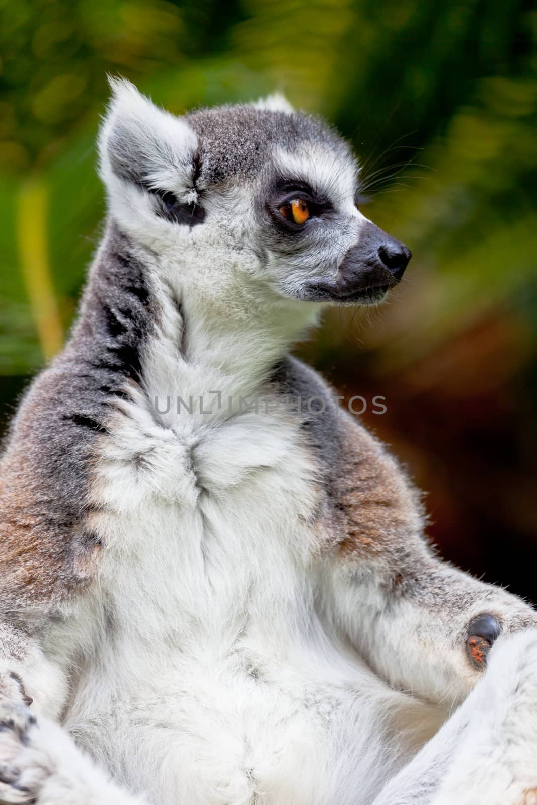 Beautiful specimen of Lemur of ring-shaped tail taking up a curious pose