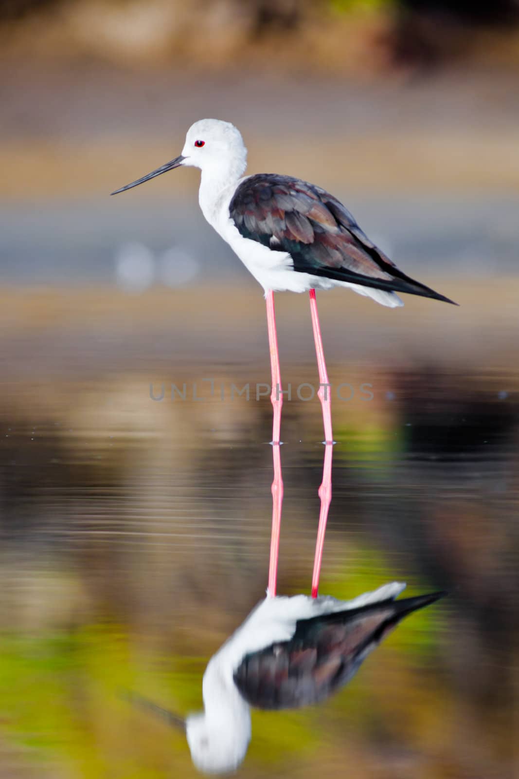 Black-Winged Stilt searching for some to eat