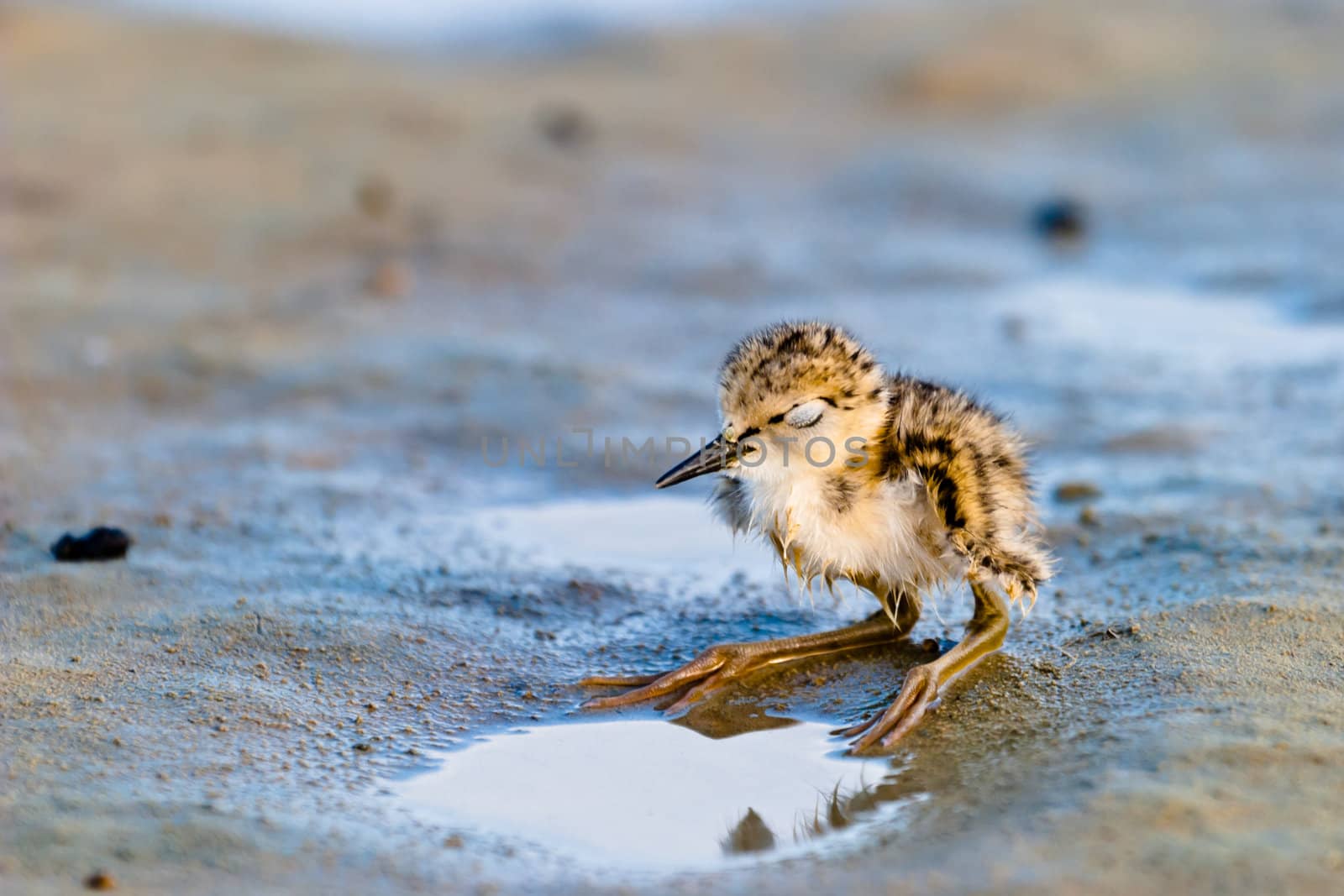 Black-Winged Stilt chick expecting its progenitors' return