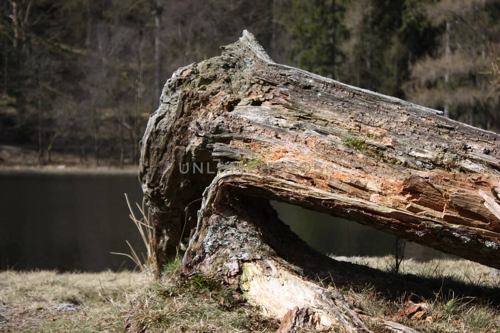 Fallen tree stump