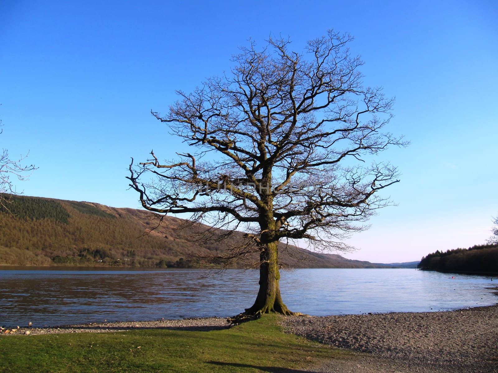 Tree by a lake, lakeside