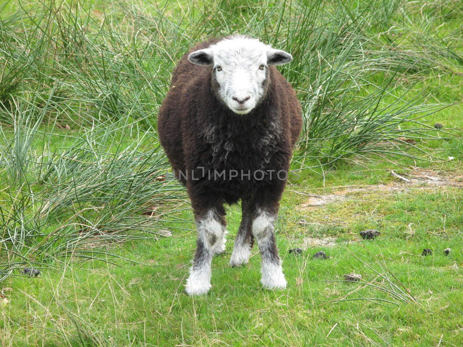 a sheep staring straight at the camera