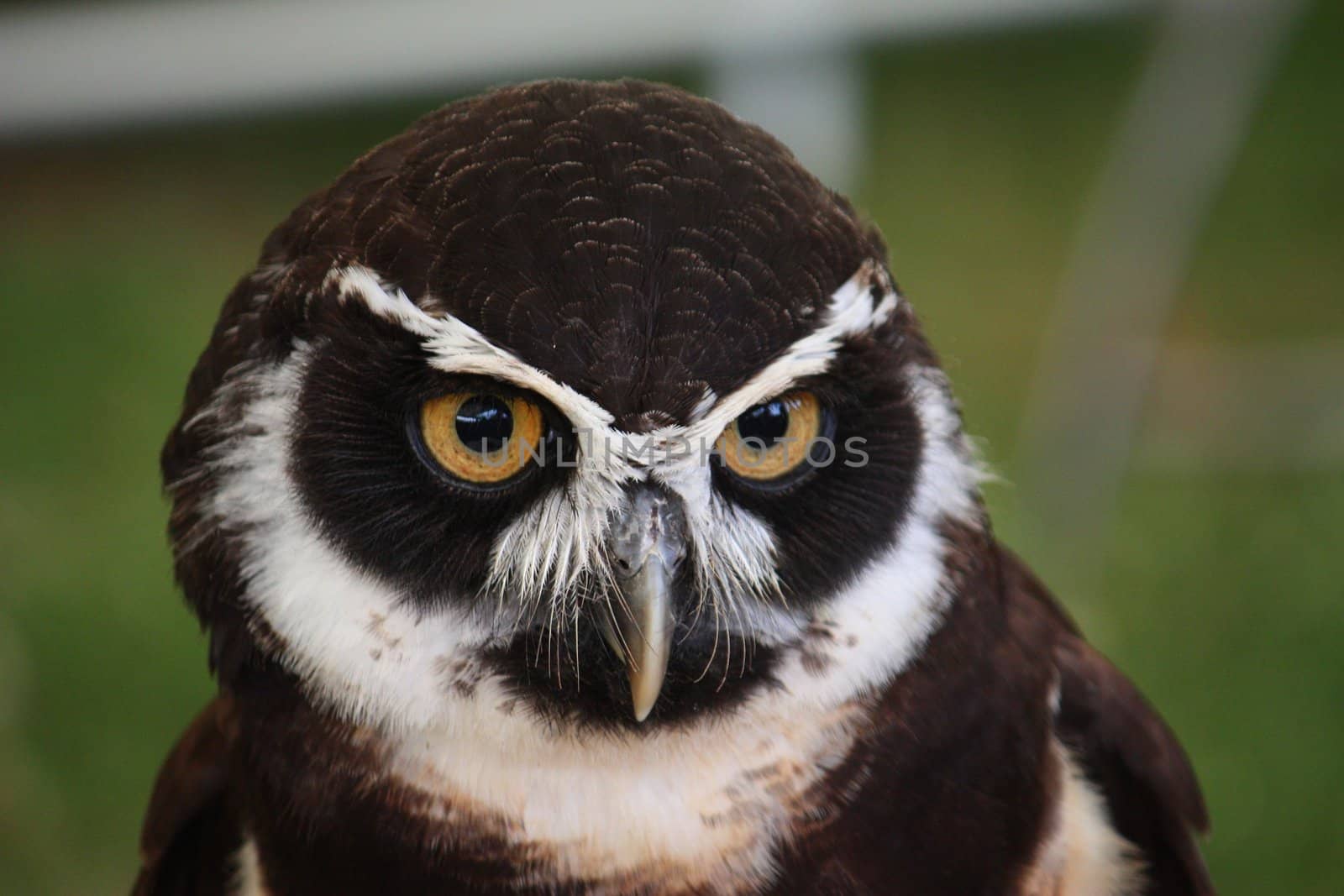 A cute spectacled owl