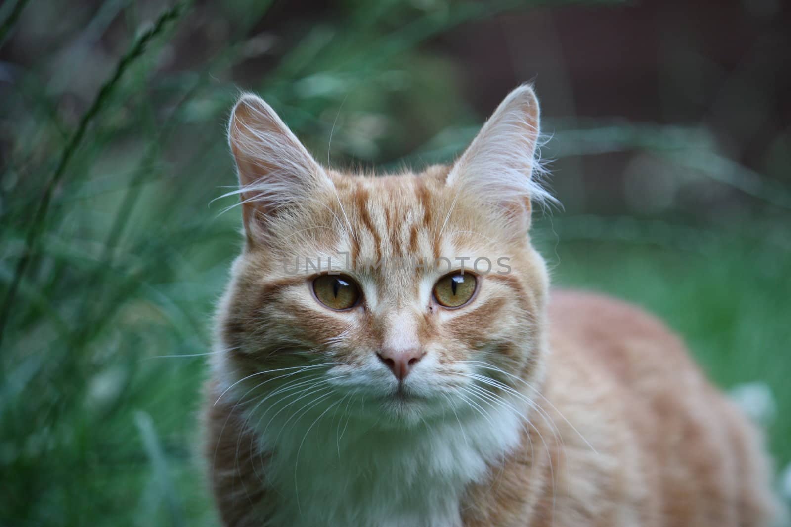 Long haired ginger cat