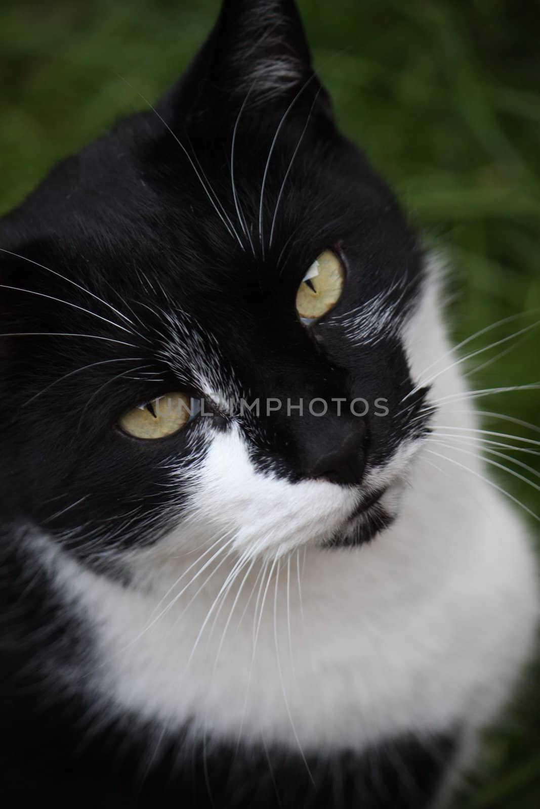 Black & White cat by chrisga