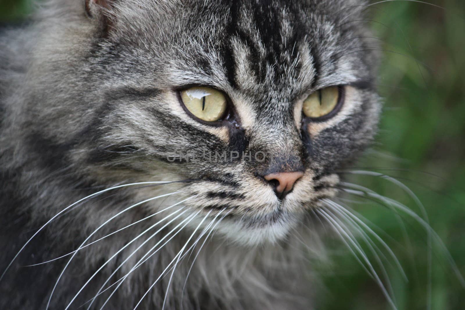 Long haired tabby cat by chrisga