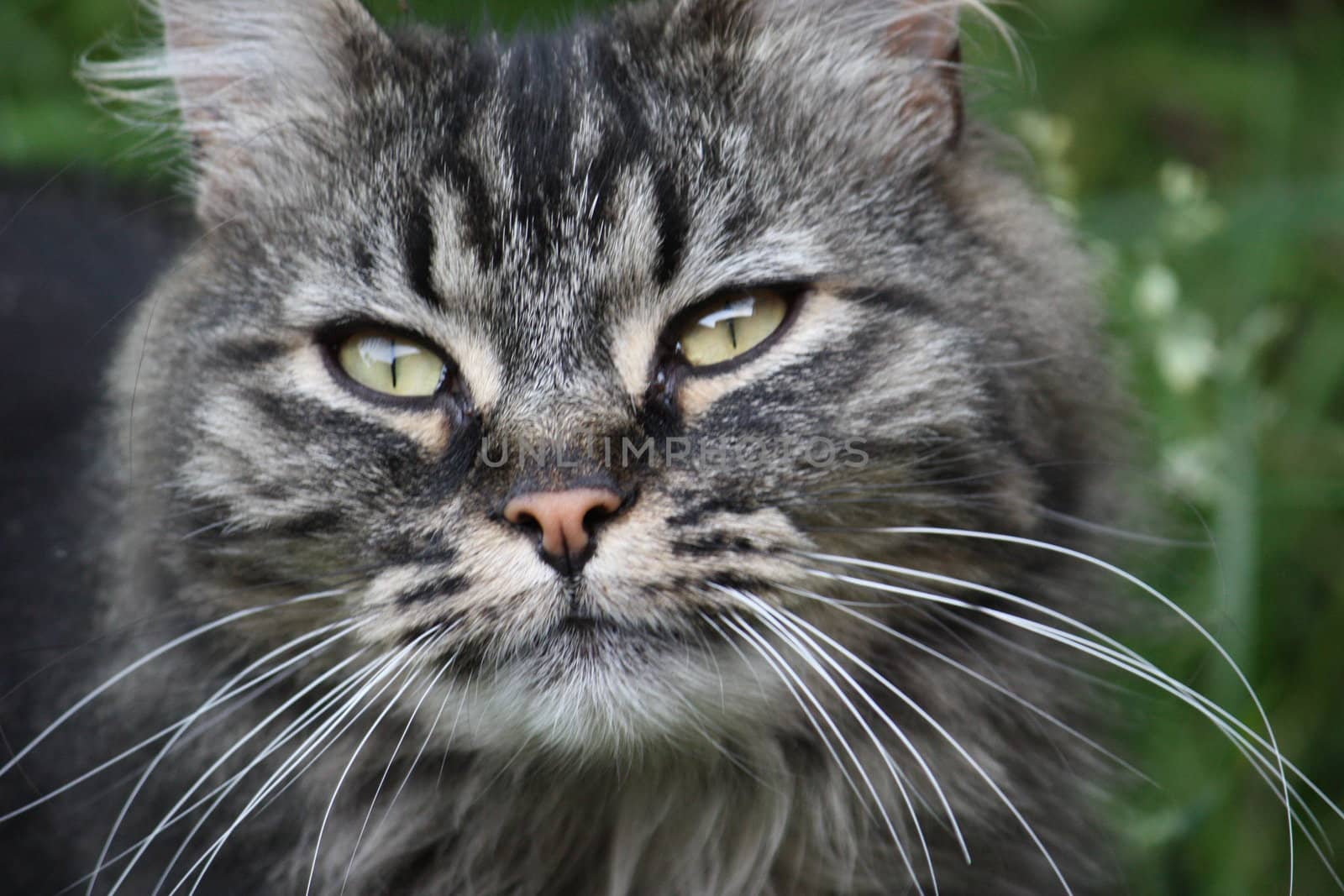 Long haired tabby cat by chrisga