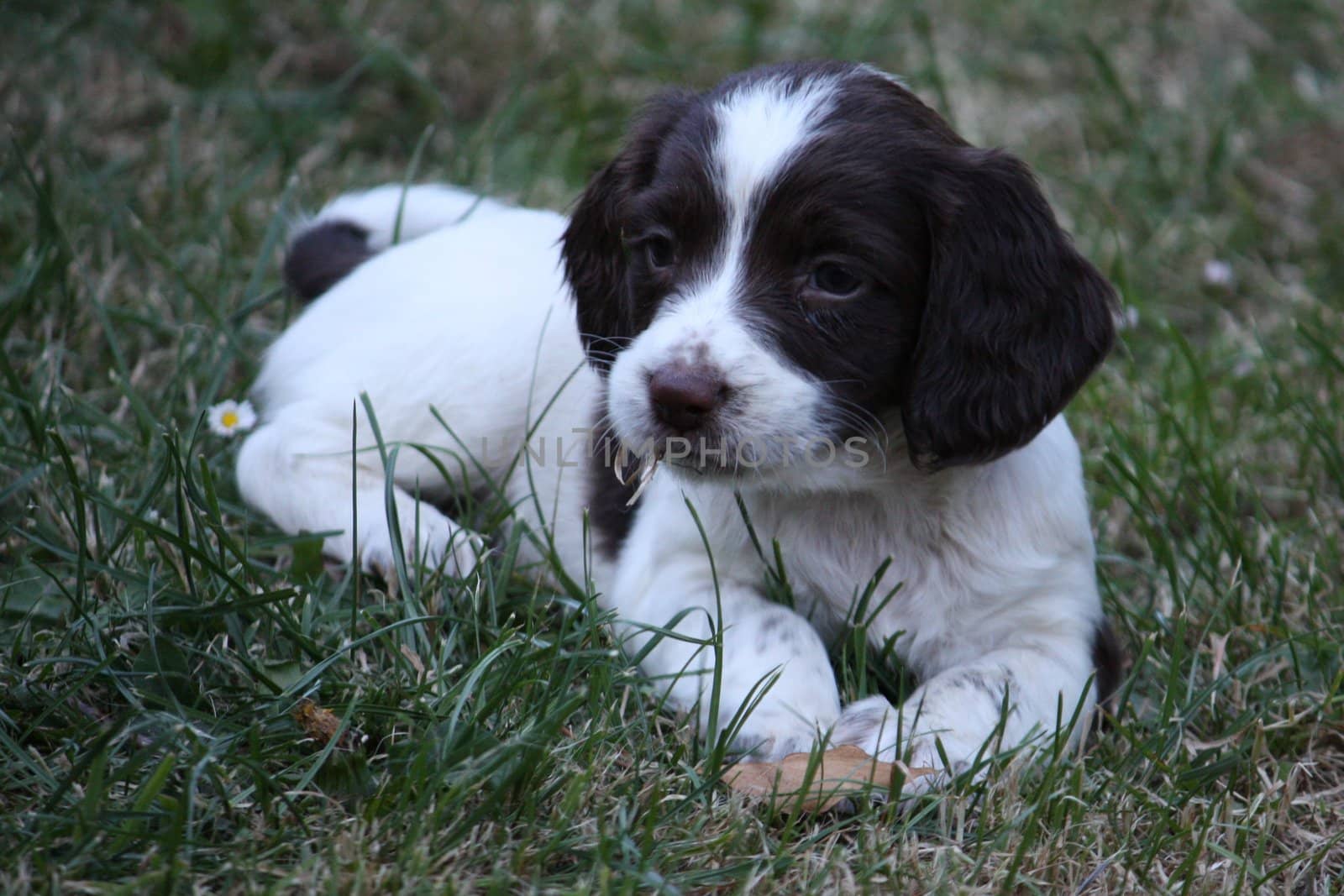 An English Springer Spaniel Puppy by chrisga