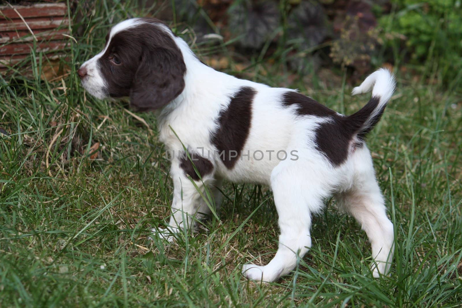 An English Springer Spaniel Puppy