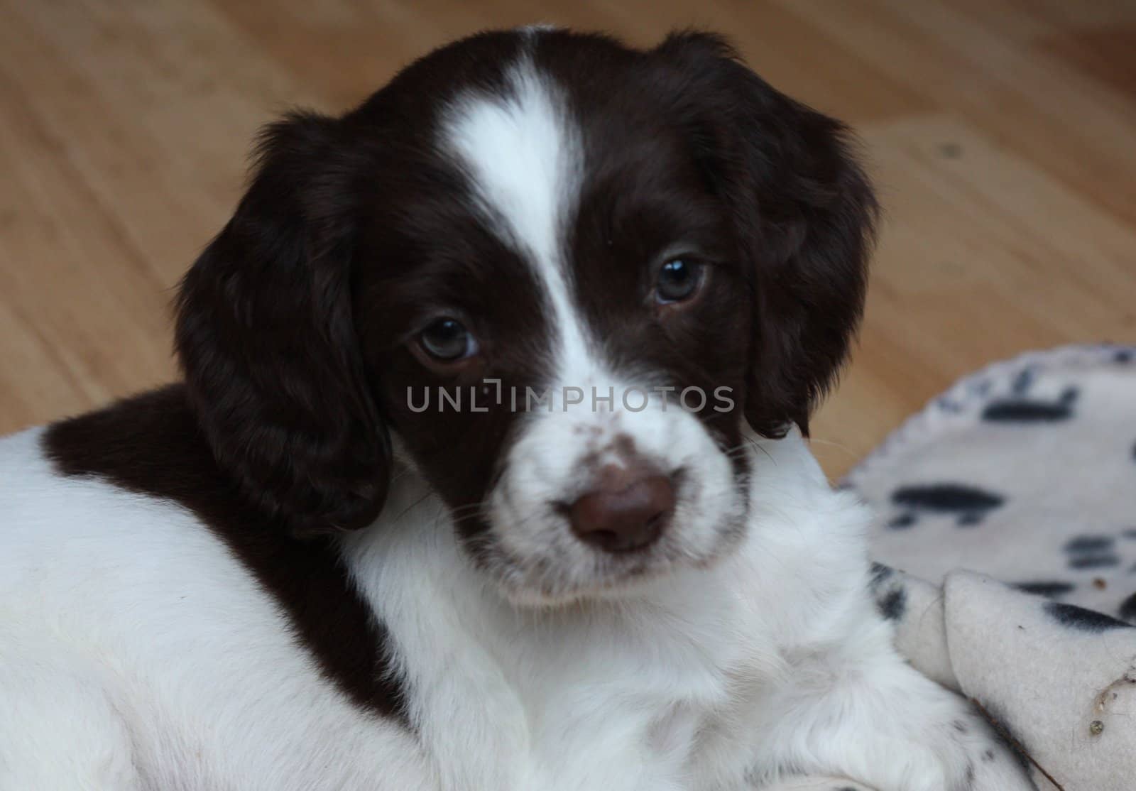 An English Springer Spaniel Puppy