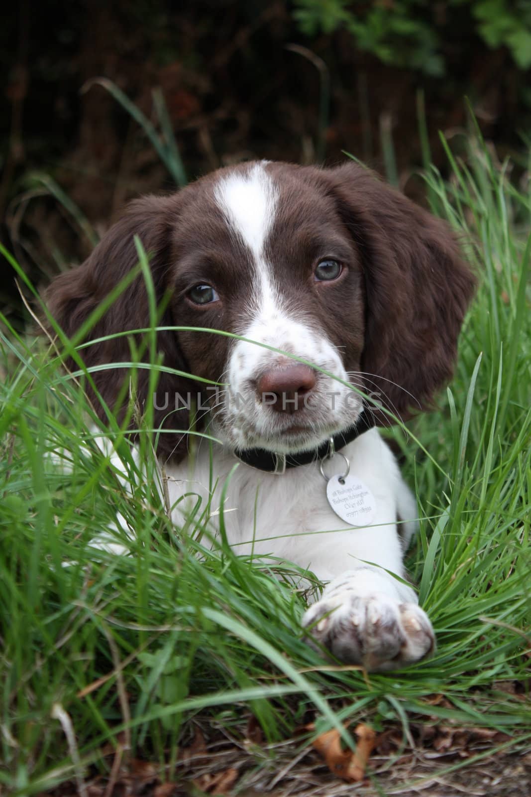 An English Springer Spaniel