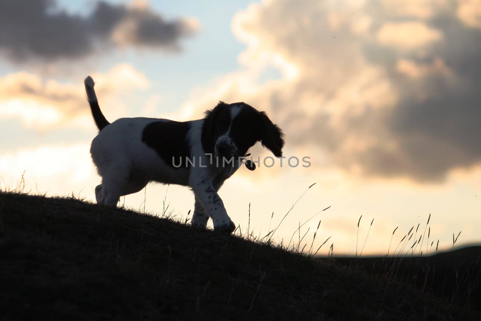 An English Springer Spaniel by chrisga