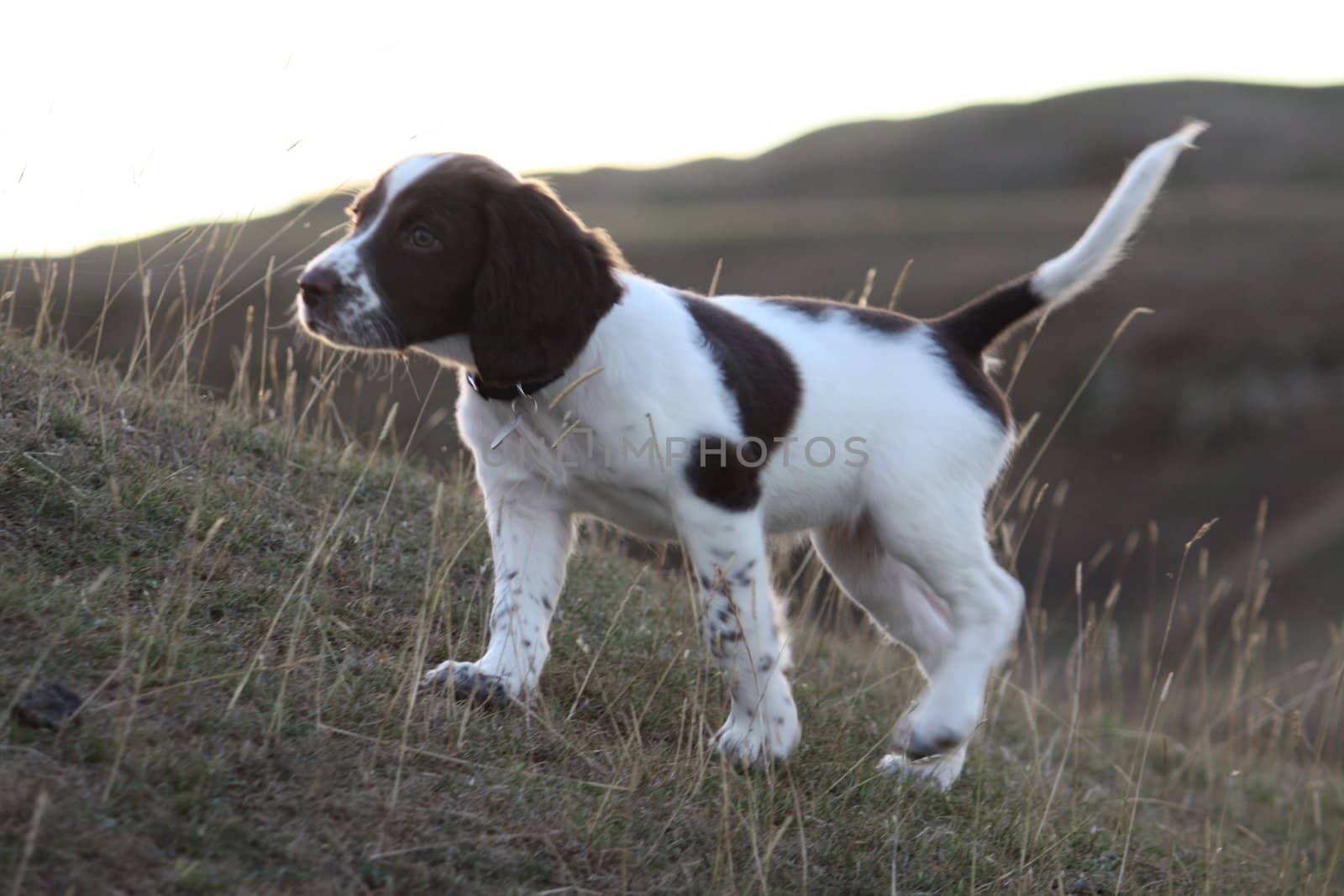 An English Springer Spaniel by chrisga