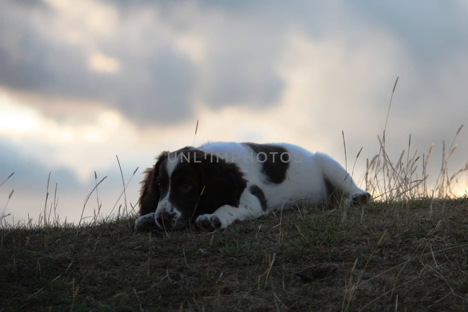 An English Springer Spaniel by chrisga